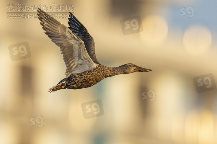 Northern Shoveler, side view of an adult female in flight