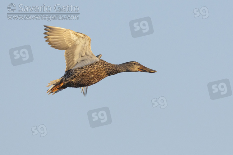 Northern Shoveler, side view of an adult female in flight