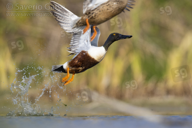 Northern Shoveler, side view of an adult male taking off from the water