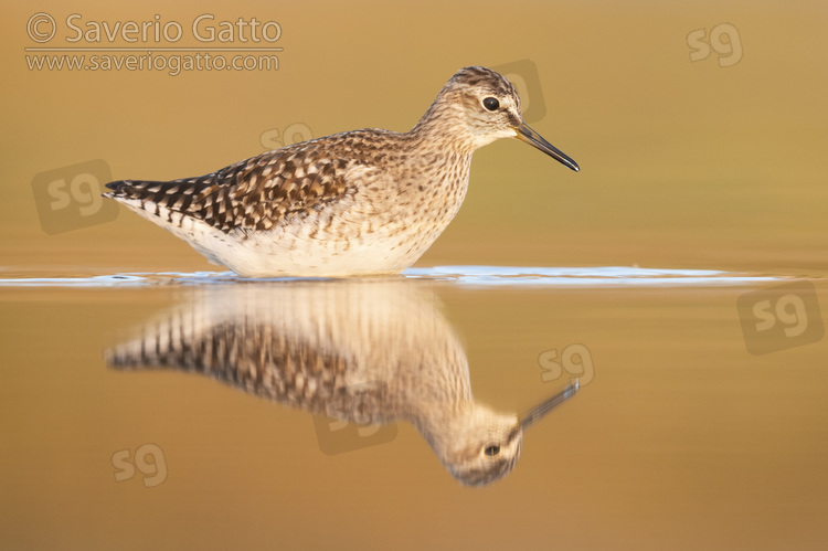 Wood Sandpiper, side view of an adult standing in the water