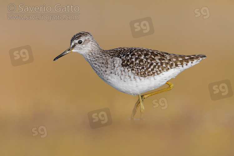 Wood Sandpiper, side view of an adult standing in the water