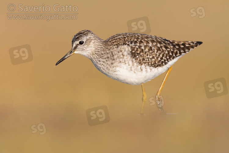 Wood Sandpiper, side view of an adult standing in the water
