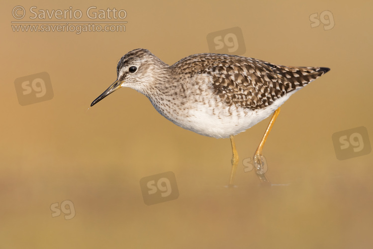 Wood Sandpiper