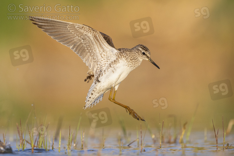 Wood Sandpiper, side view of an adult landing in the water
