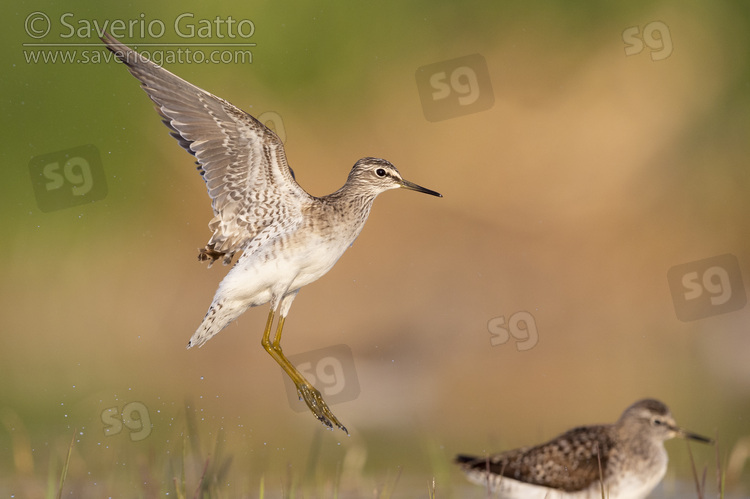 Wood Sandpiper, side view of an adult in flight
