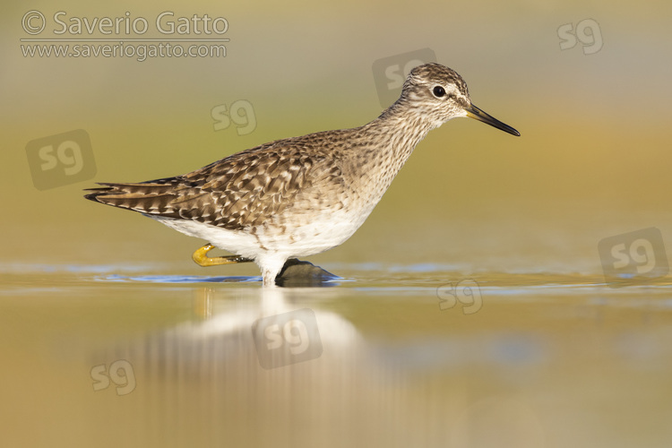 Wood Sandpiper, side view of an adult standing in the water