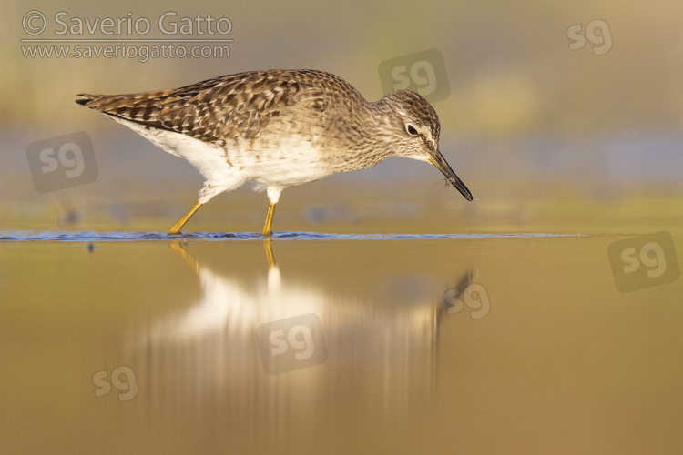 Wood Sandpiper, side view of an adult catching insects