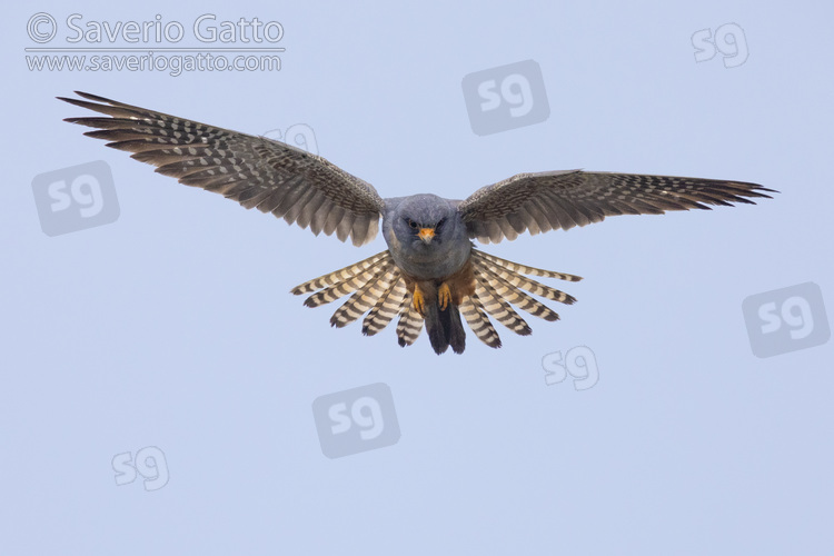 Red-footed Falcon, front view of a 2nd cy male hovering