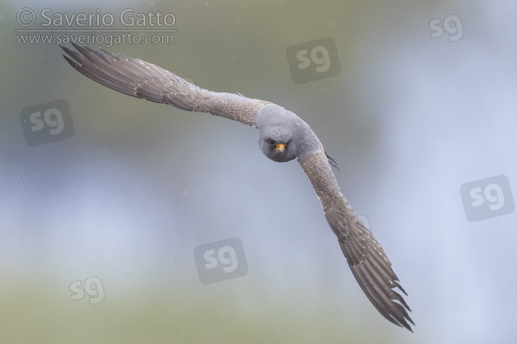 Falco cuculo, maschio 2cy in volo frontale