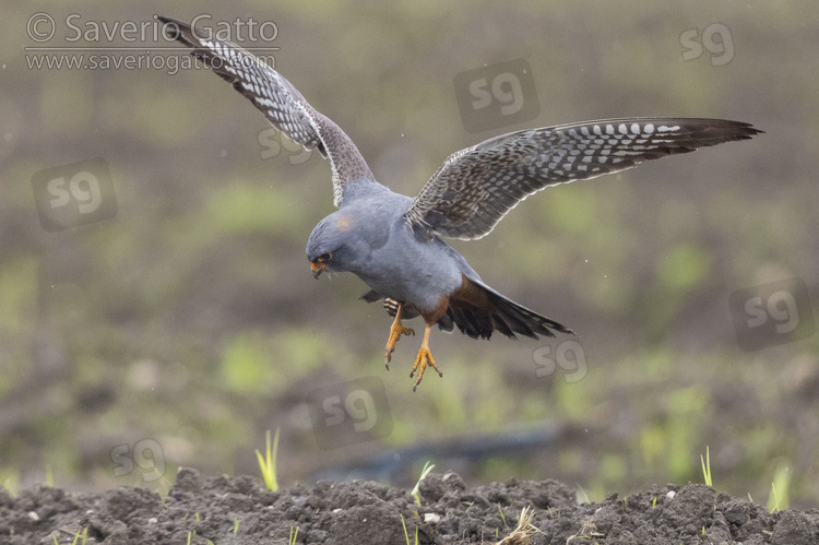 Red-footed Falcon, side view of a 2nd cy male alighting on the ground