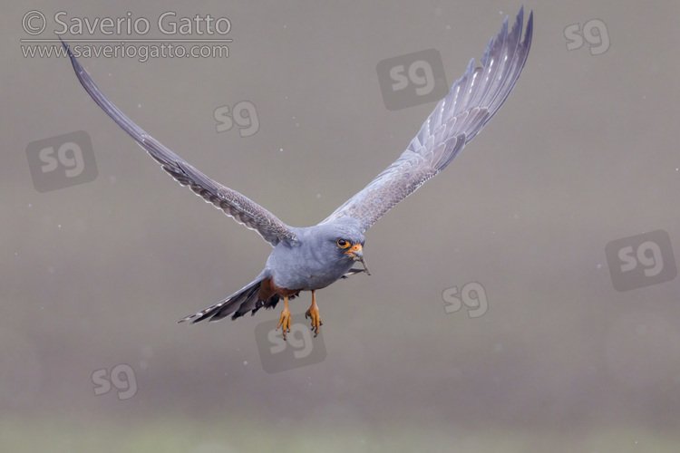 Red-footed Falcon, front view of a 2nd cy male in flight