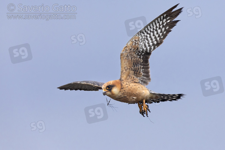 Red-footed Falcon, side view of an adult female in flight