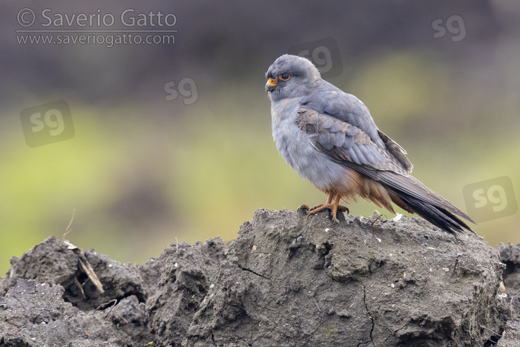 Red-footed Falcon, side view of a 2nd cy male standing on the ground