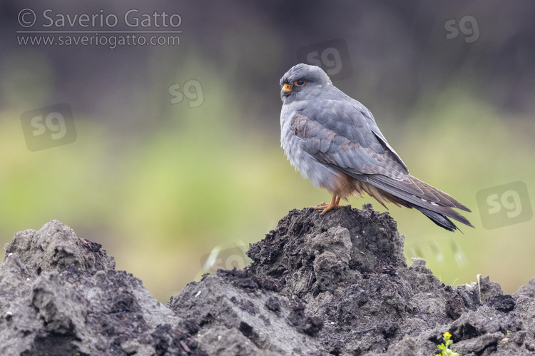 Falco cuculo