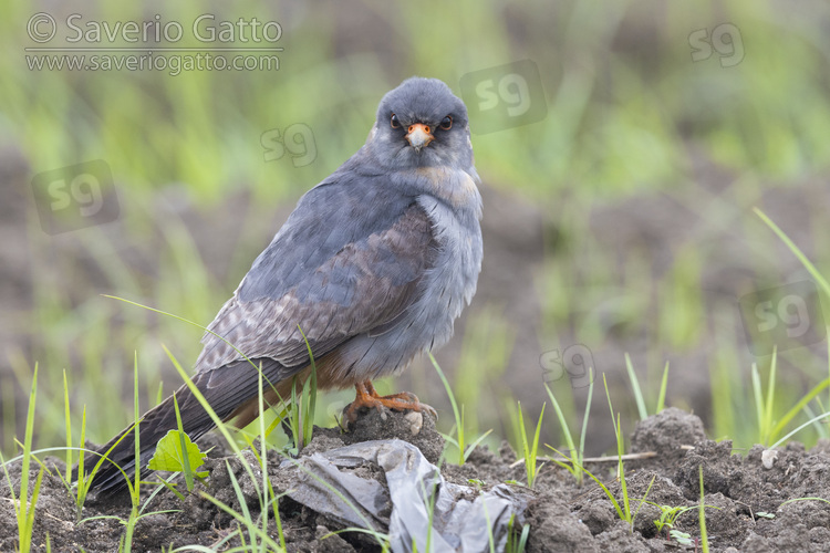 Red-footed Falcon, side view of a 2nd cy male standing on the ground