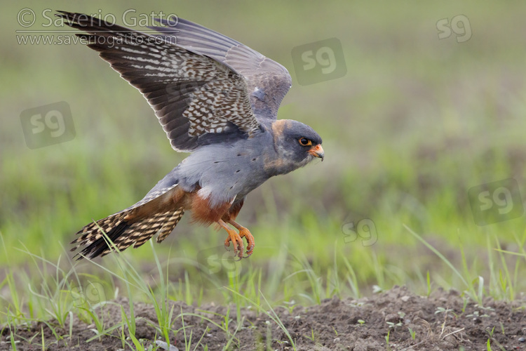 Falco cuculo, maschio al secondo anno di calendario in volo