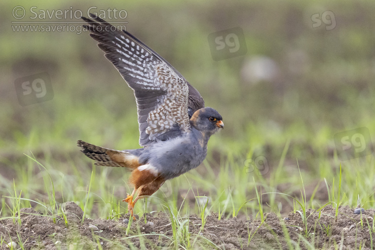 Red-footed Falcon, side view of 2nd cy male at take-off campania