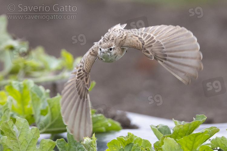 Greater Short-toed Lark, front view of an adult in flight