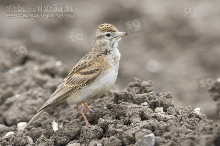 Greater Short-toed Lark, side view of an adult standing on the ground