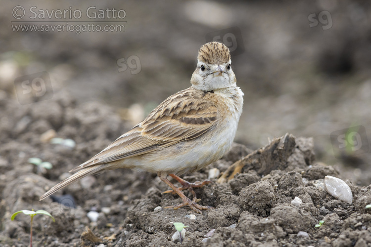 Greater Short-toed Lark, side view of an adult standing on the ground