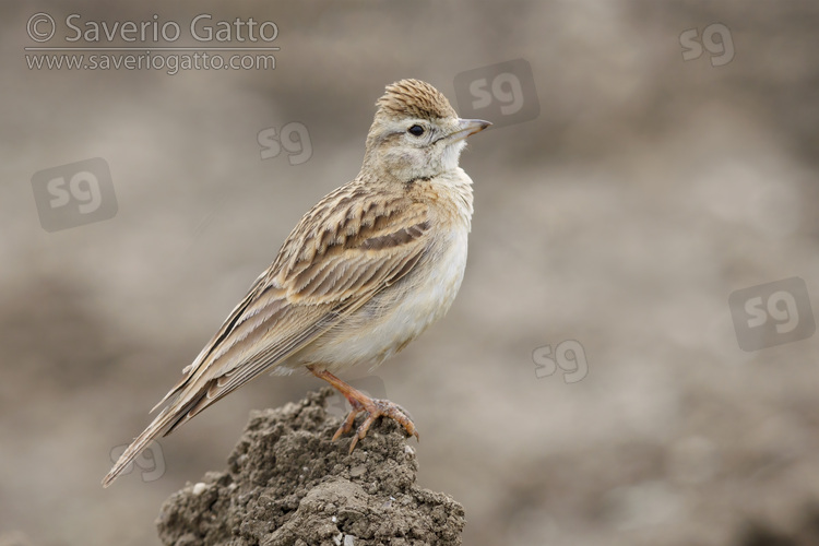 Greater Short-toed Lark, side view of an adult standing on the ground