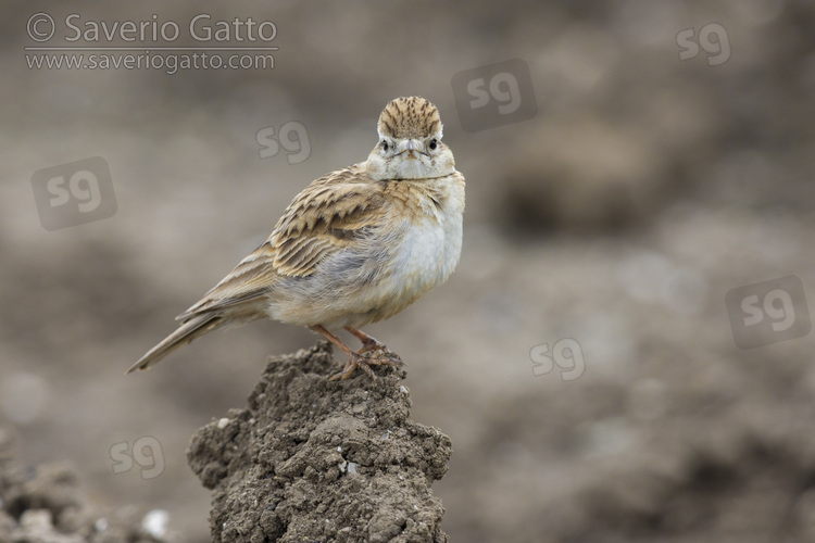 Greater Short-toed Lark, side view of an adult standing on the ground