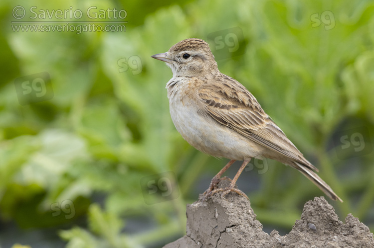 Greater Short-toed Lark