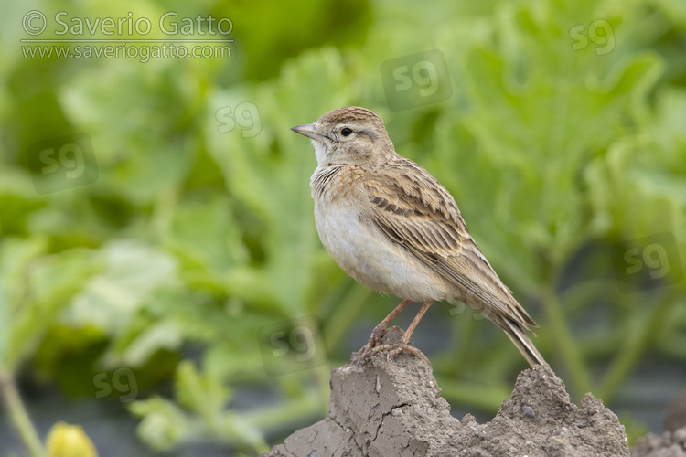 Greater Short-toed Lark, side view of an adult standing on the ground