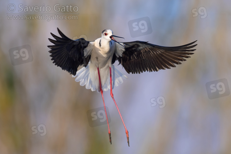 Black-winged Stilt, front view of an adult in flight