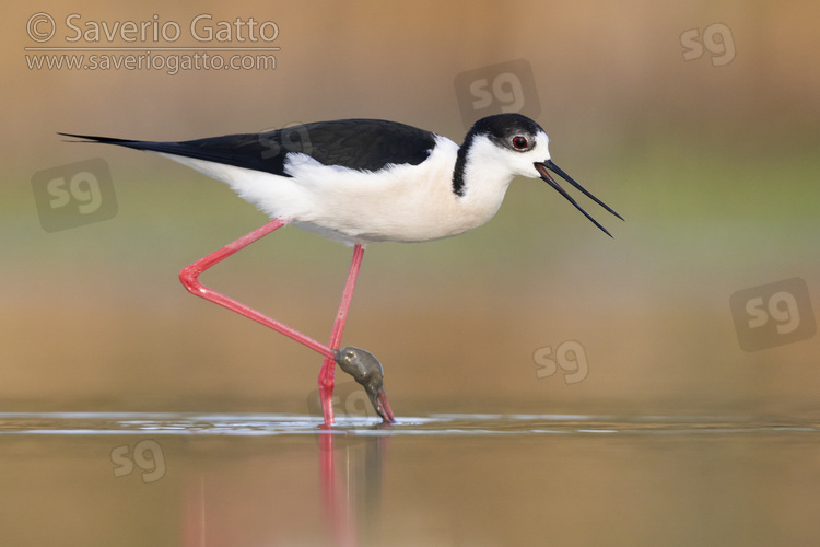 Black-winged Stilt, side view of an adult male walking in the water