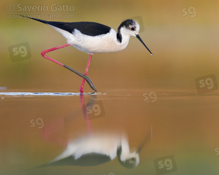 Black-winged Stilt, side view of an adult male walking in the water