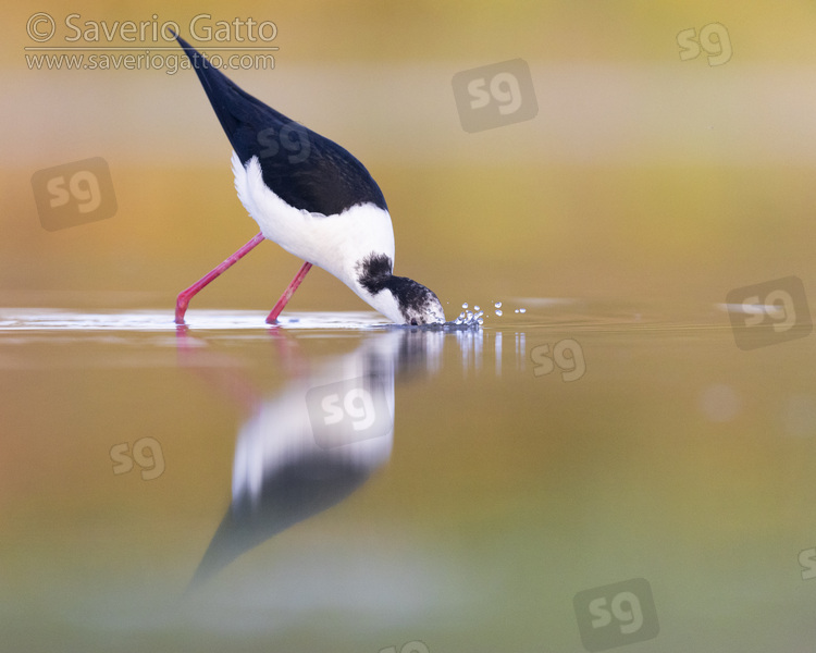 Black-winged Stilt, side view of an adult male looking for food in the water