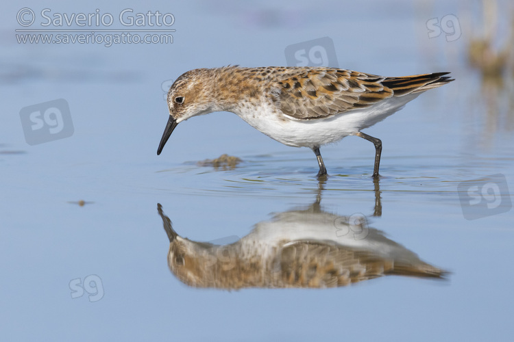 Little Stint, side view of an adult standing in the water