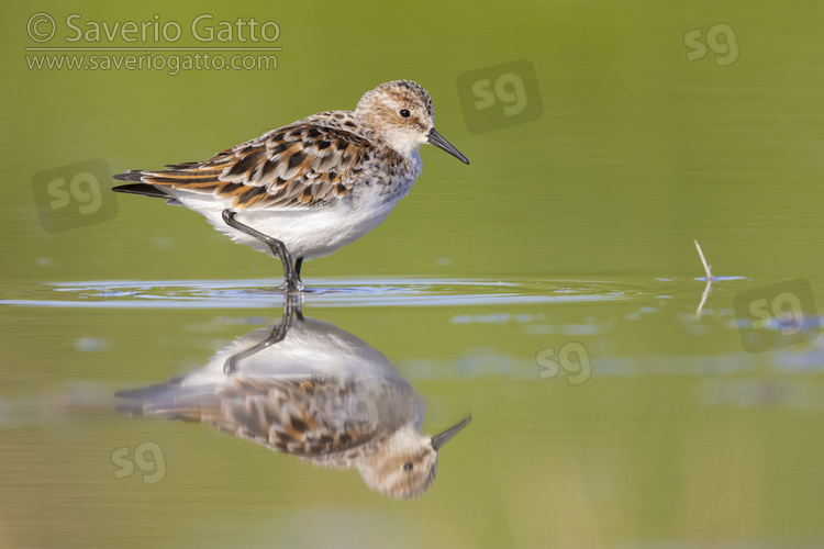 Little Stint, side view of an adult standing in the water