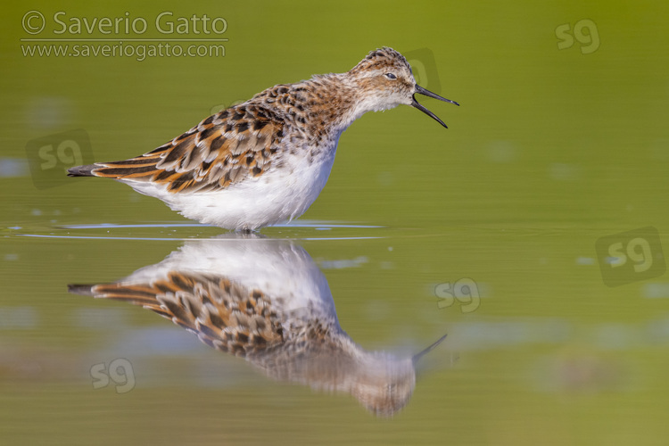 Little Stint, side view of an adult standing in the water