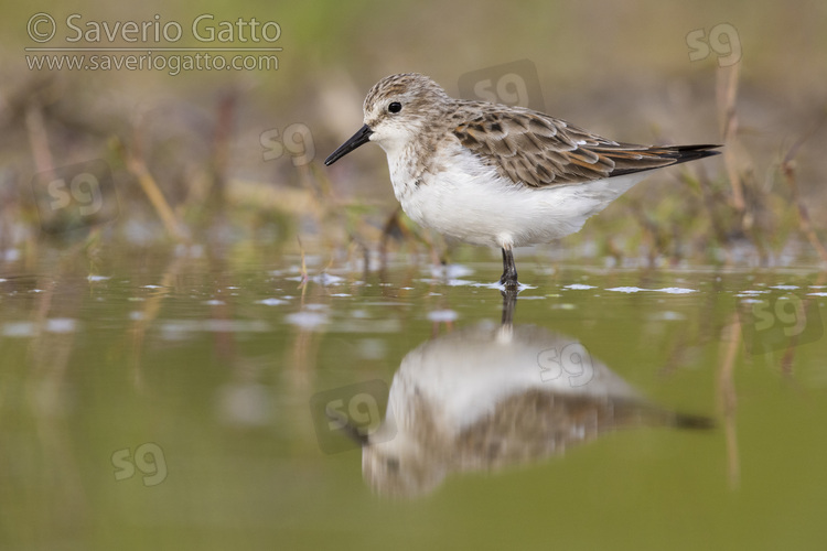 Little Stint, side view of an adult standing in the water