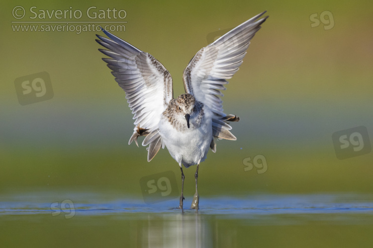 Little Stint, front view of an adult taking off from the water