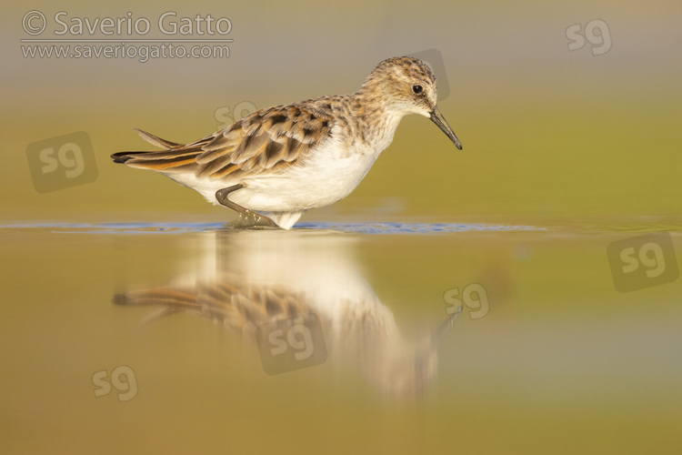 Little Stint, side view of an adult standing in the water