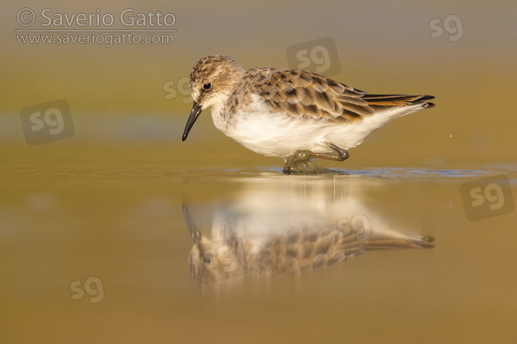 Little Stint, side view of an adult standing in the water