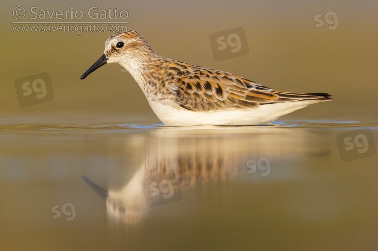 Little Stint, side view of an adult standing in the water