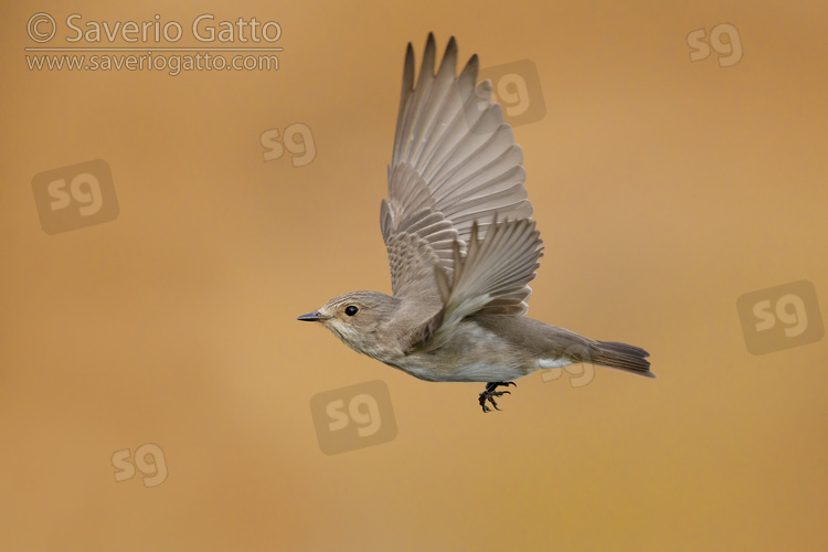 Spotted Flycarcher, side view of an adult in flight