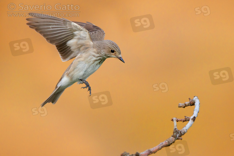 Spotted Flycarcher, side view of an adult in flight