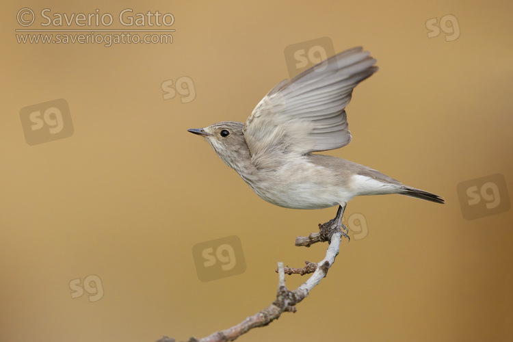 Spotted Flycarcher, individual at take-off