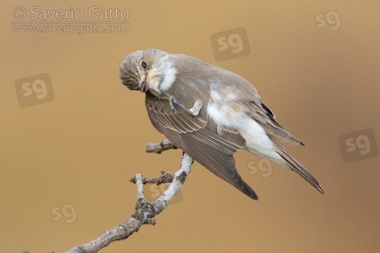 Spotted Flycarcher, individual scratching its throat