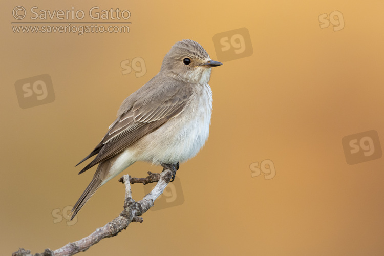 Spotted Flycarcher, side view of an adult perched on a branch