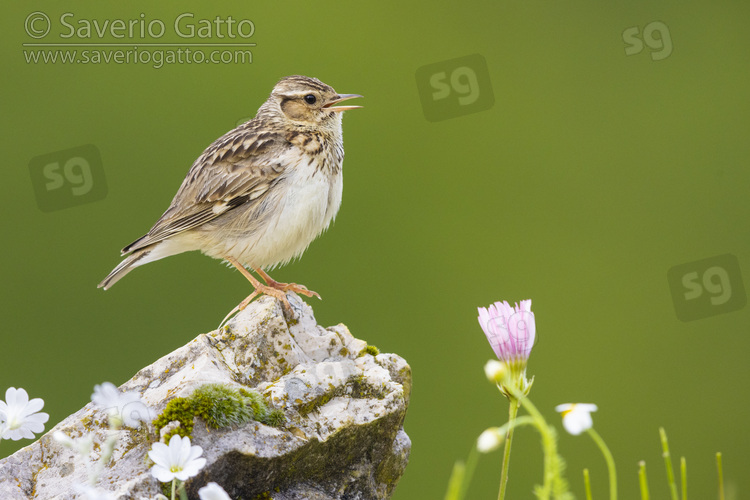 Wooodlark, side view of an adult standing on a rock