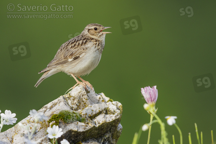 Wooodlark, side view of an adult standing on a rock