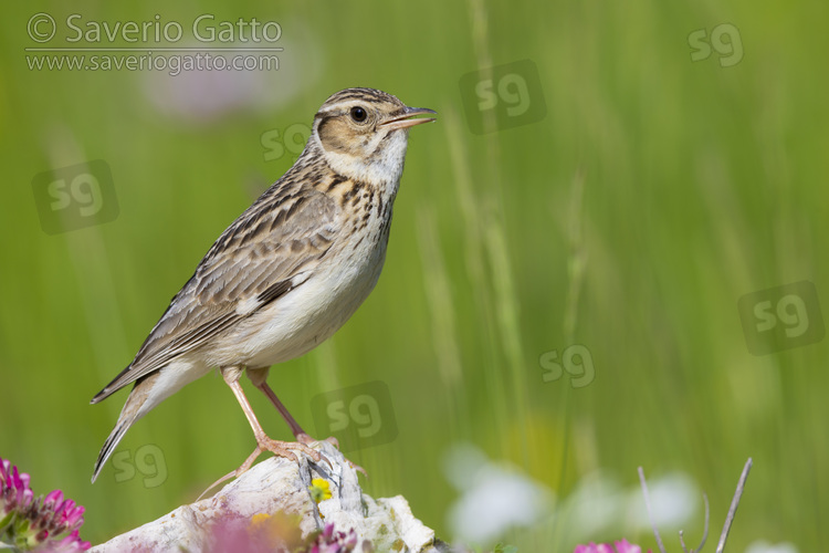 Wooodlark, side view of an adult standing on a rock