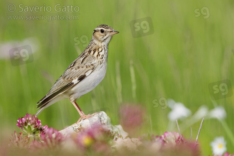 Wooodlark, side view of an adult standing on a rock among flowers