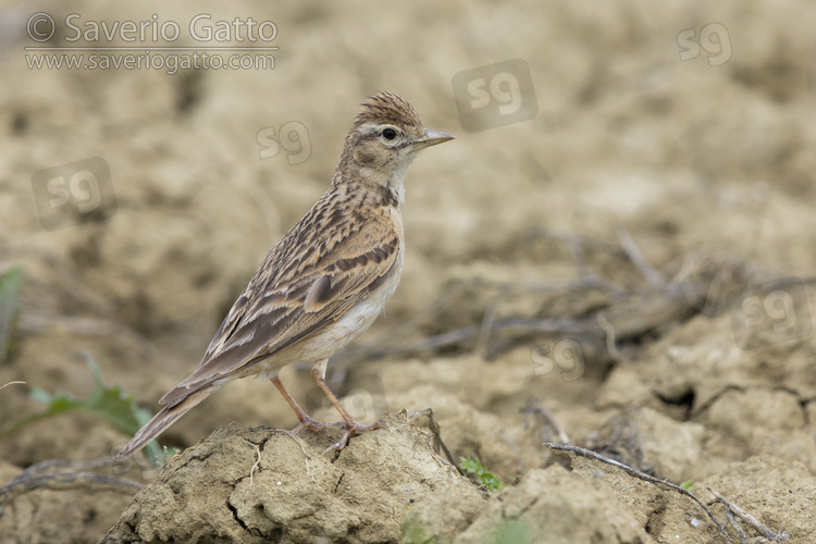 Greater Short-toed Lark, side view of an adult standing on the ground